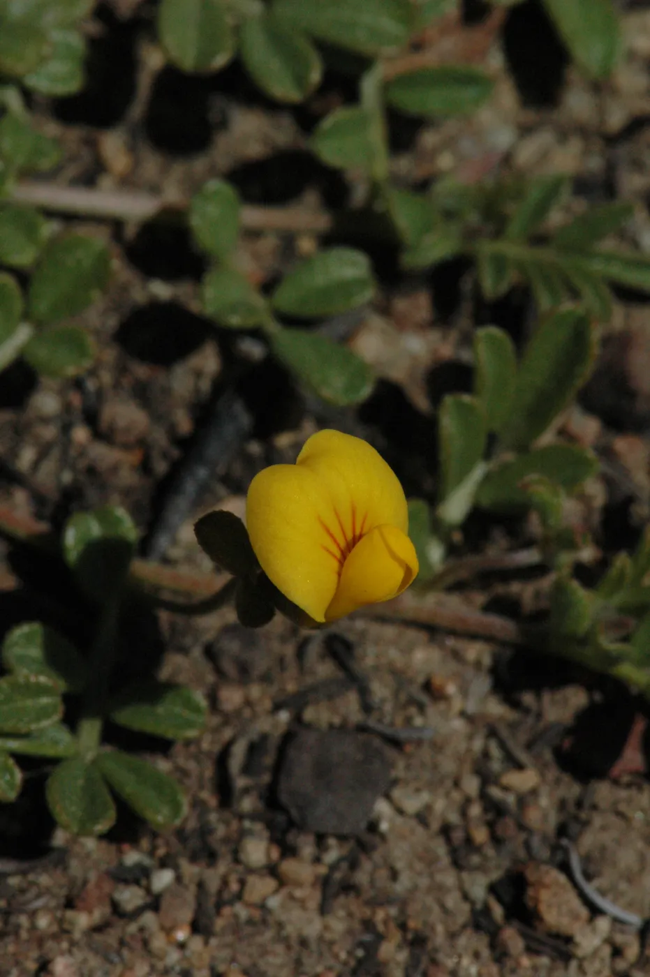 Lotus strigosus