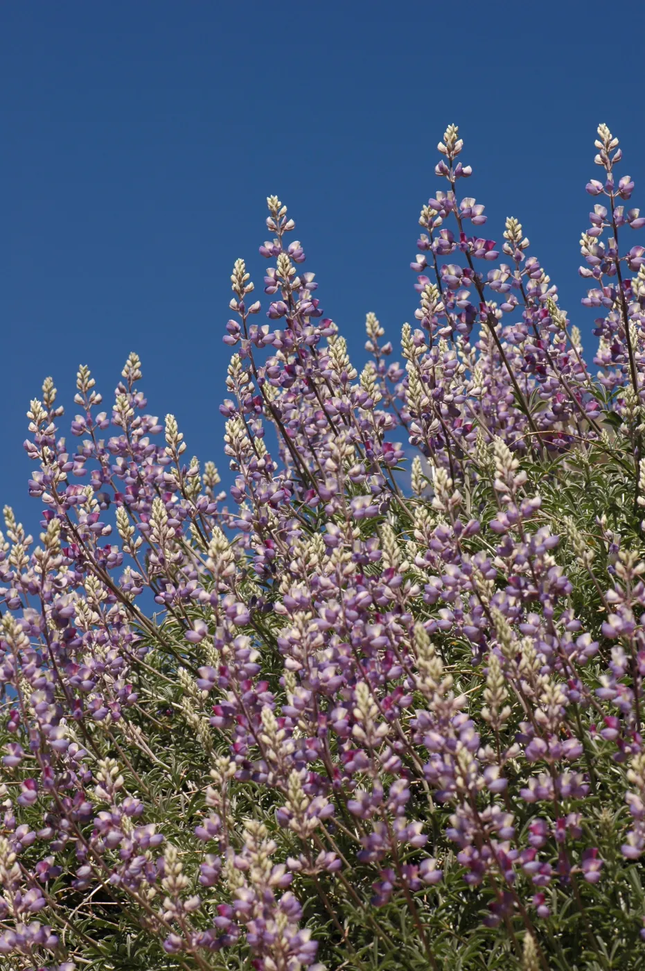 Lupinus albifrons