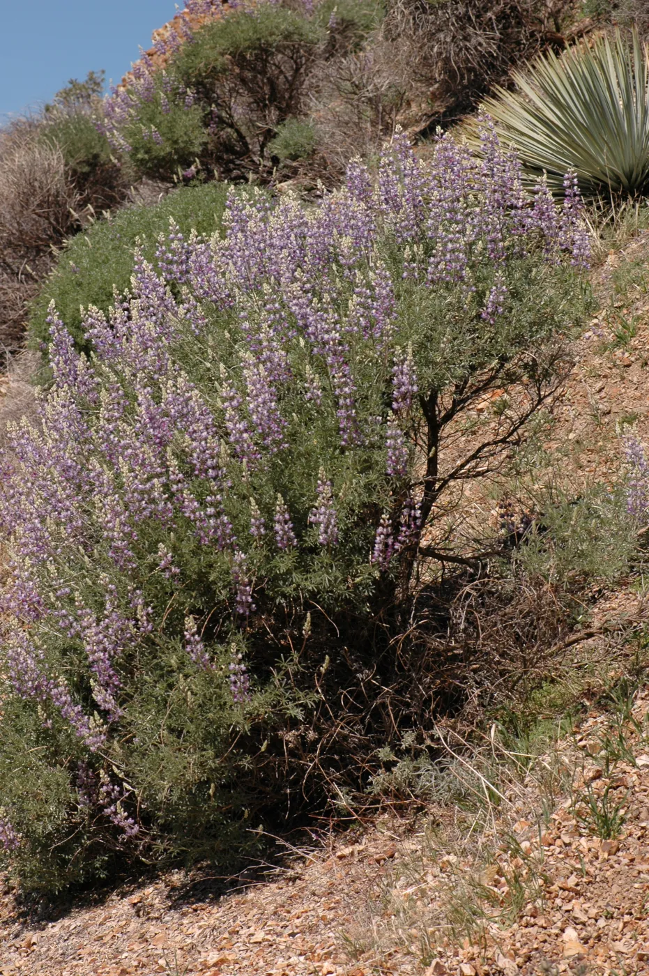 Lupinus albifrons
