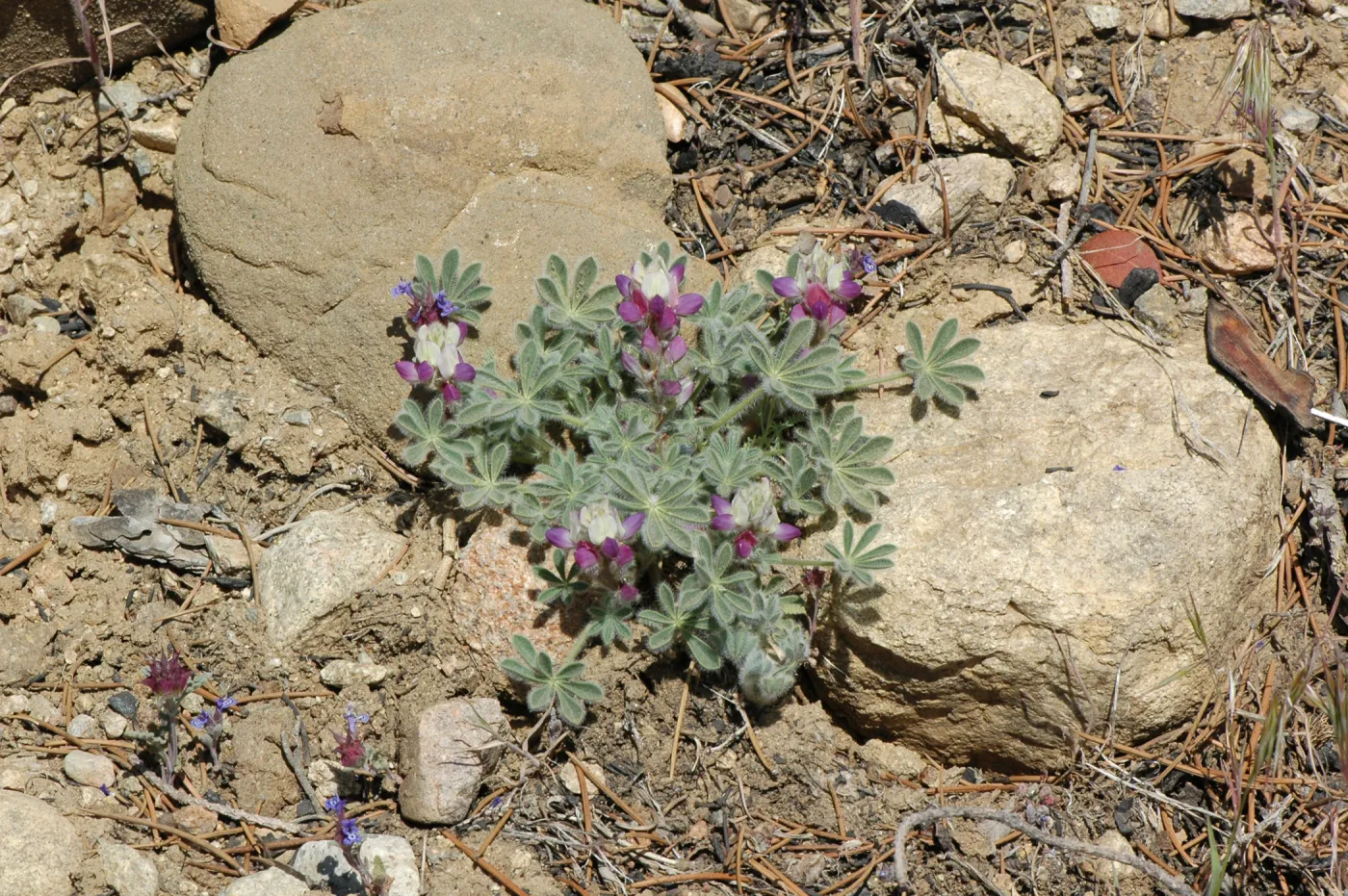 Lupinus concinnus