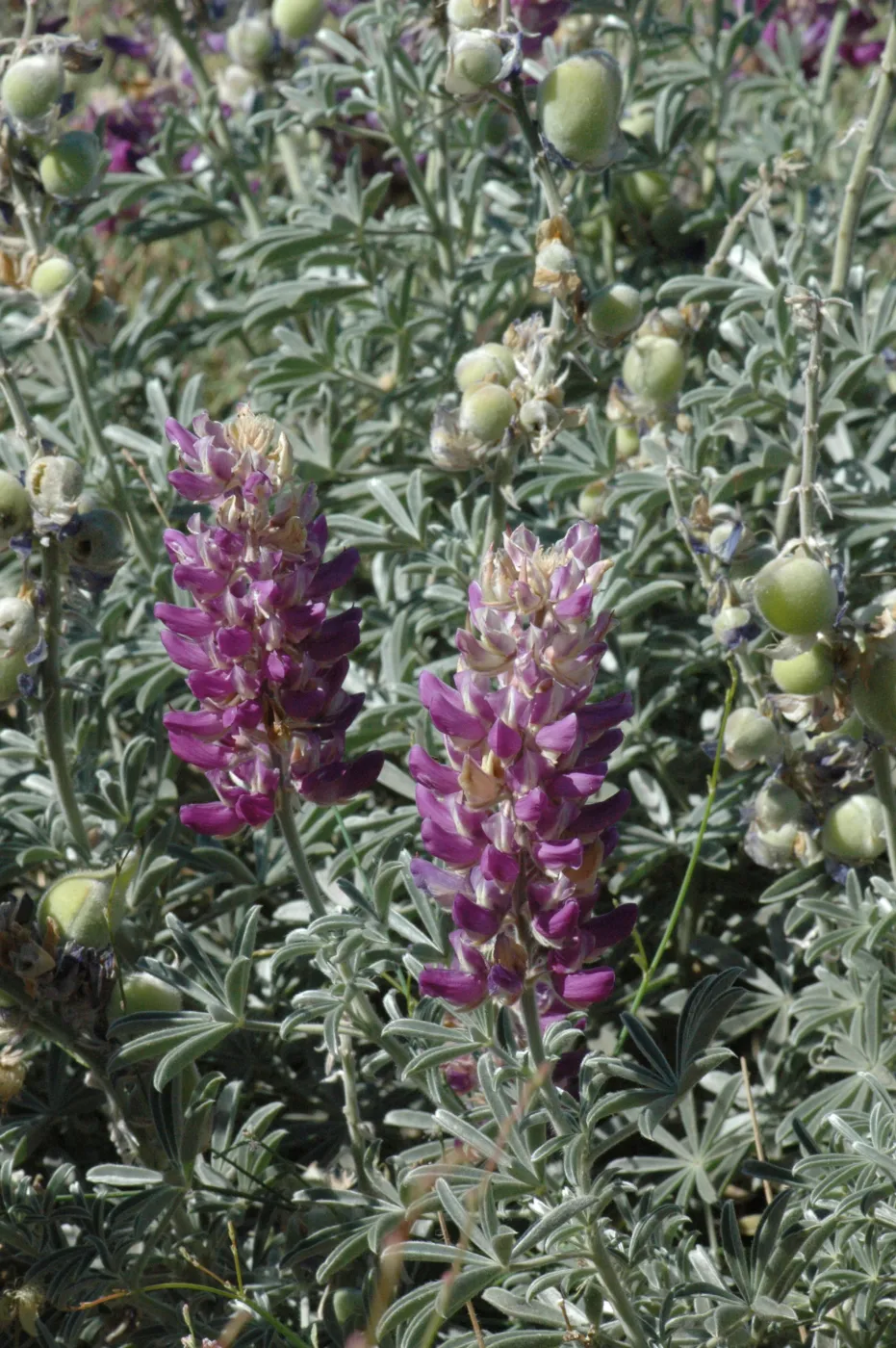 Lupinus formosus