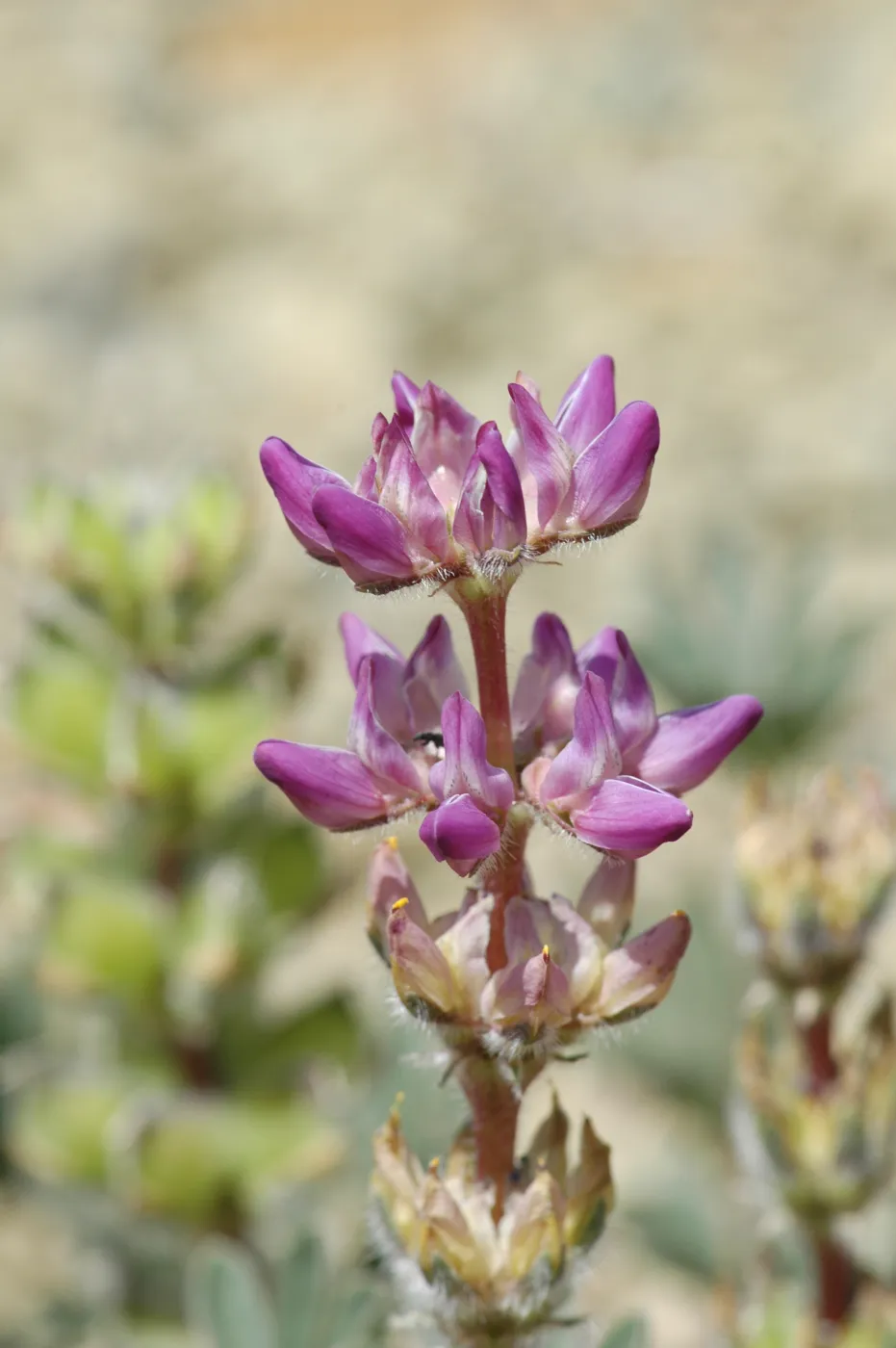 Lupinus microcarpus var. microcarpus