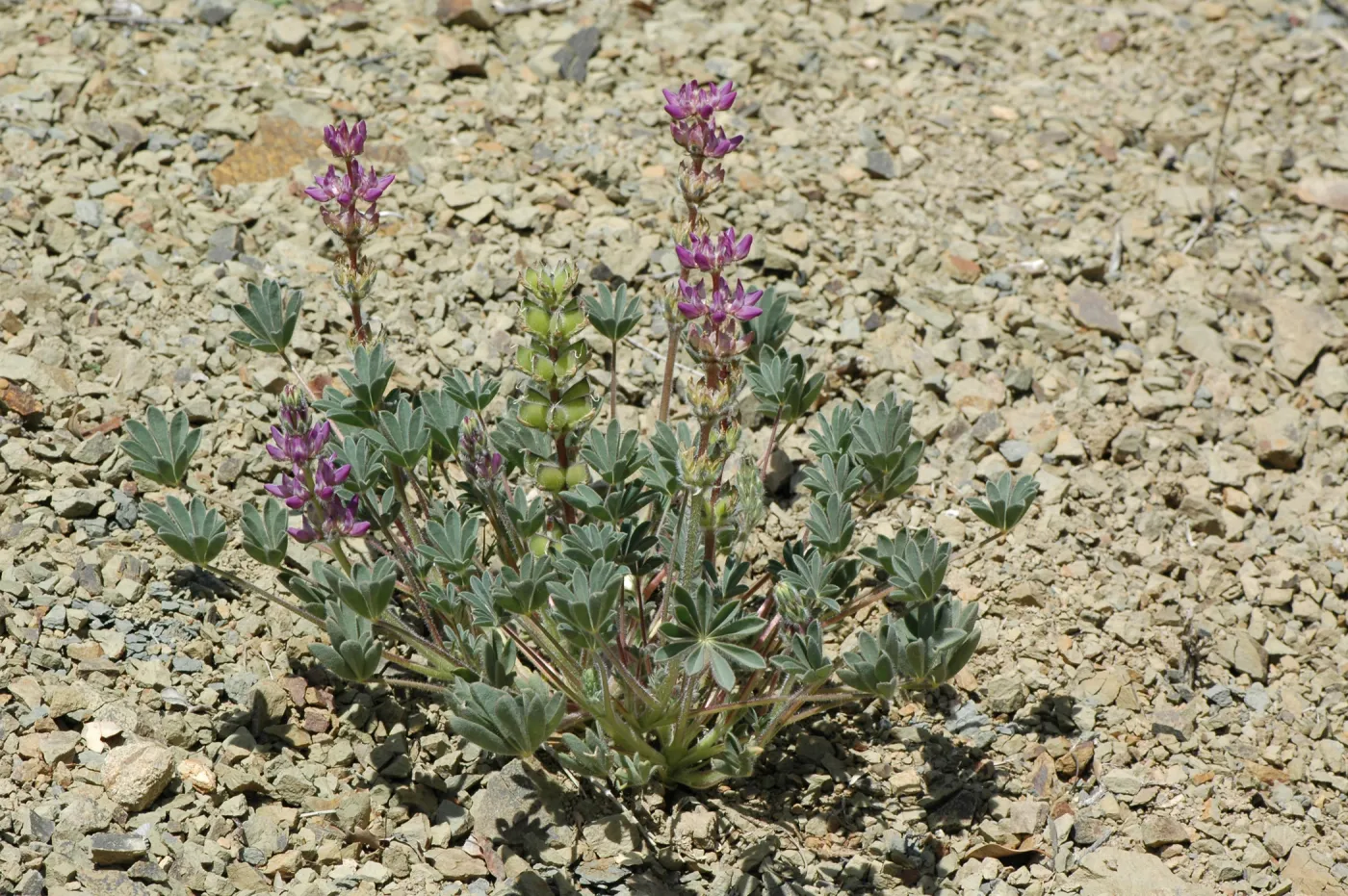 Lupinus microcarpus var. microcarpus