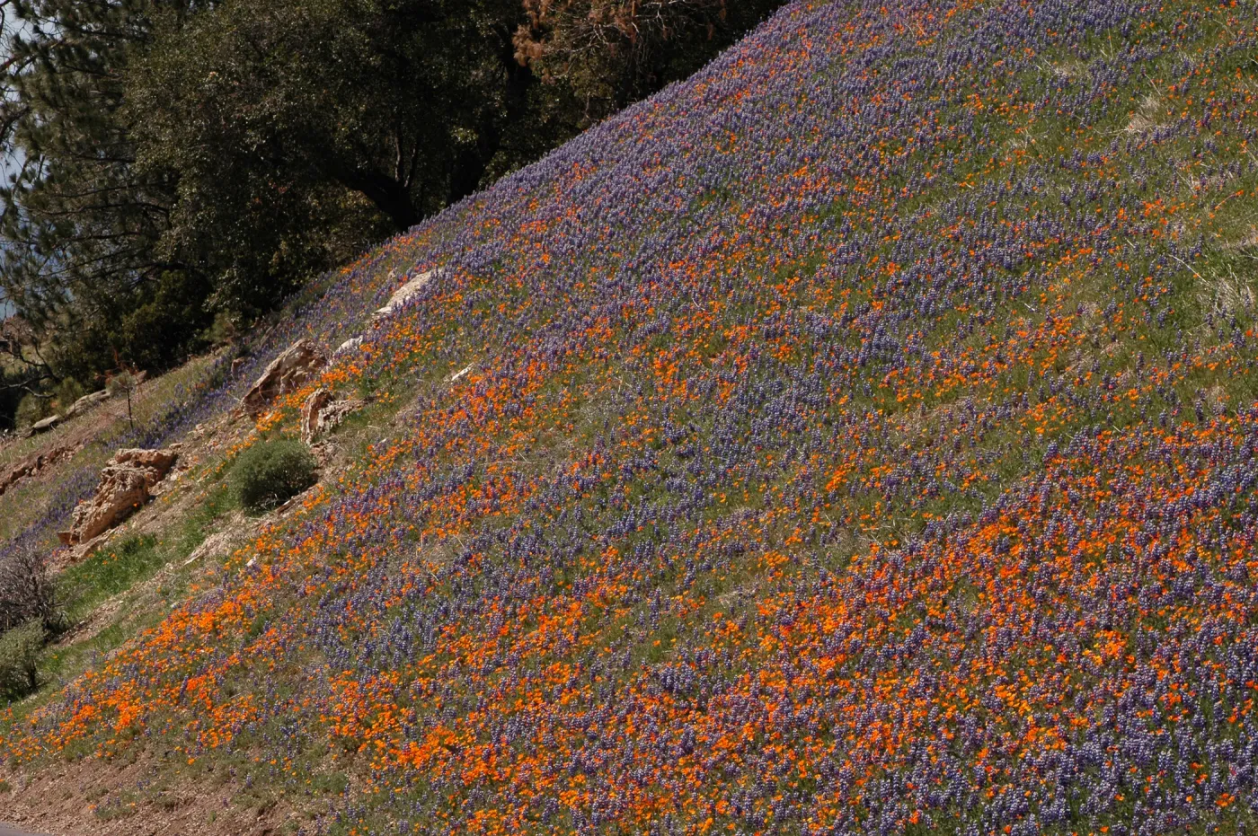 Lupinus nanus