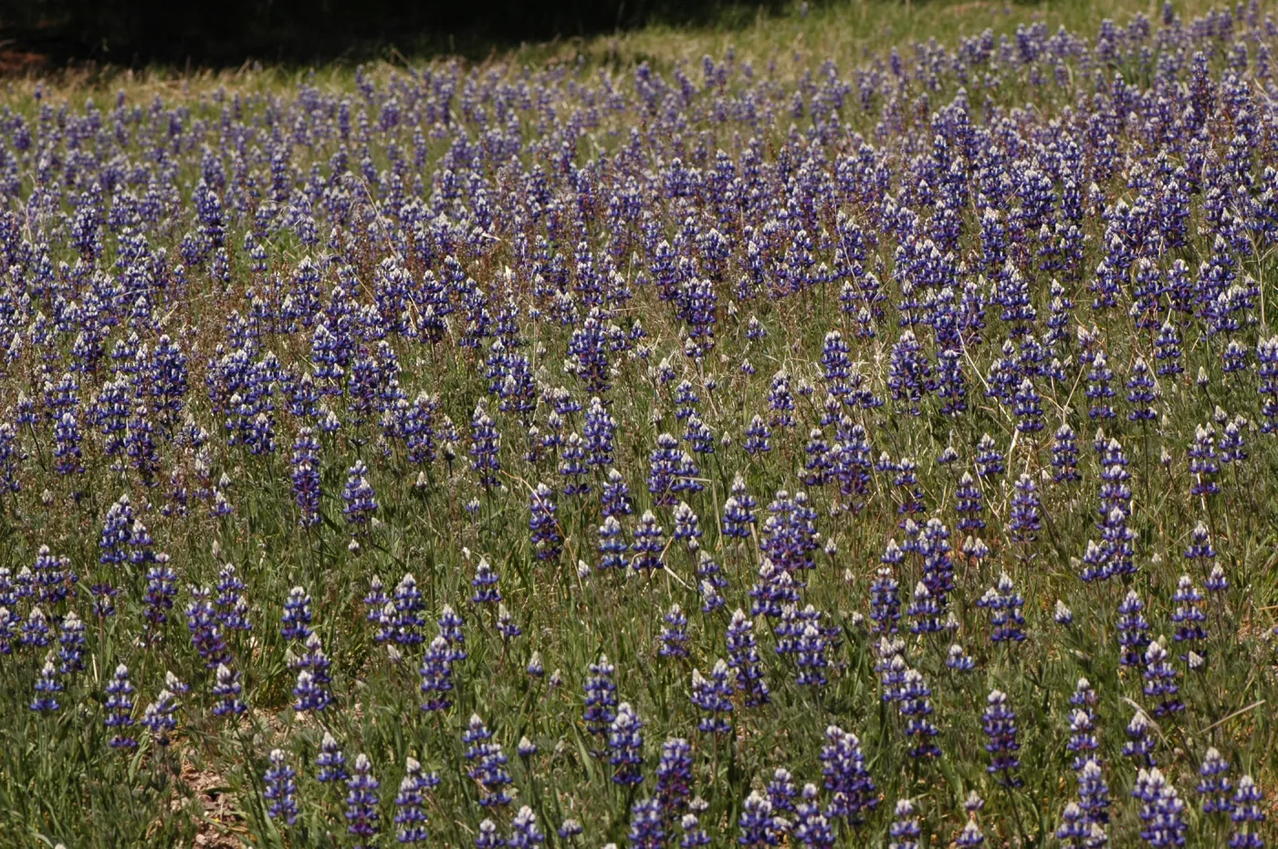 Lupinus nanus