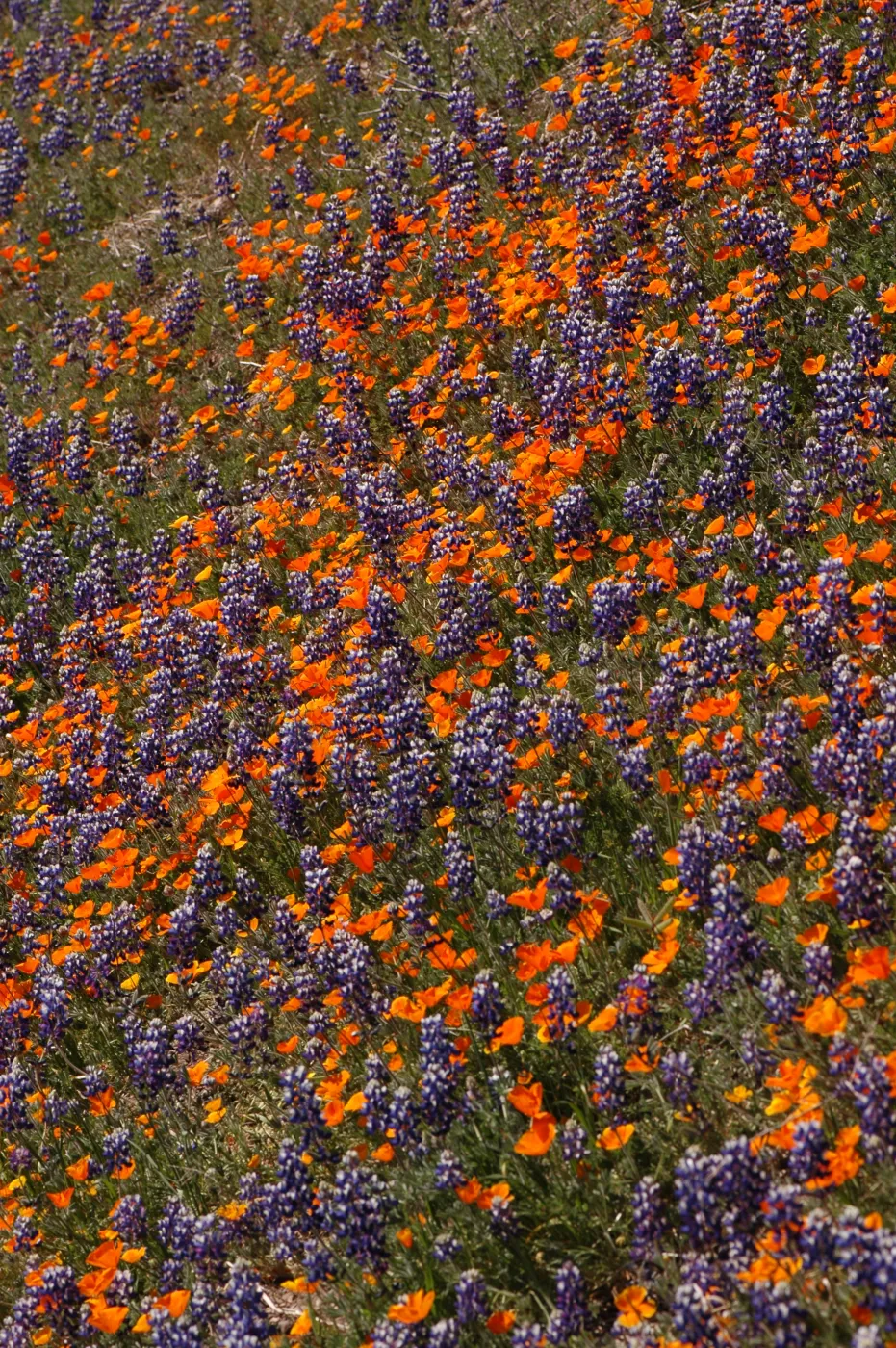 Lupinus nanus