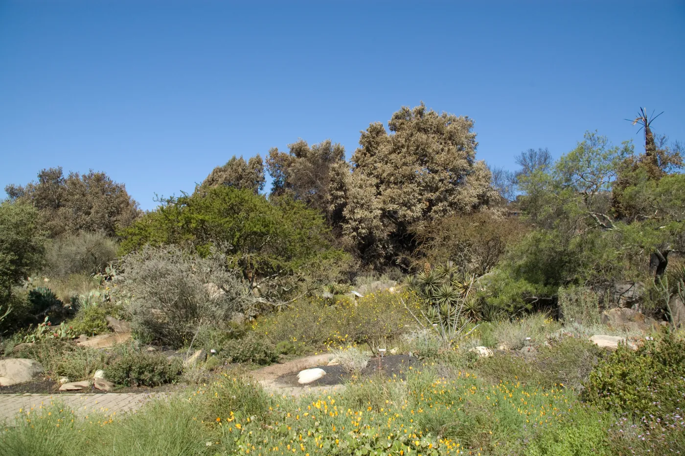 Santa Barbara Botanic Garden after the Jesusita Fire