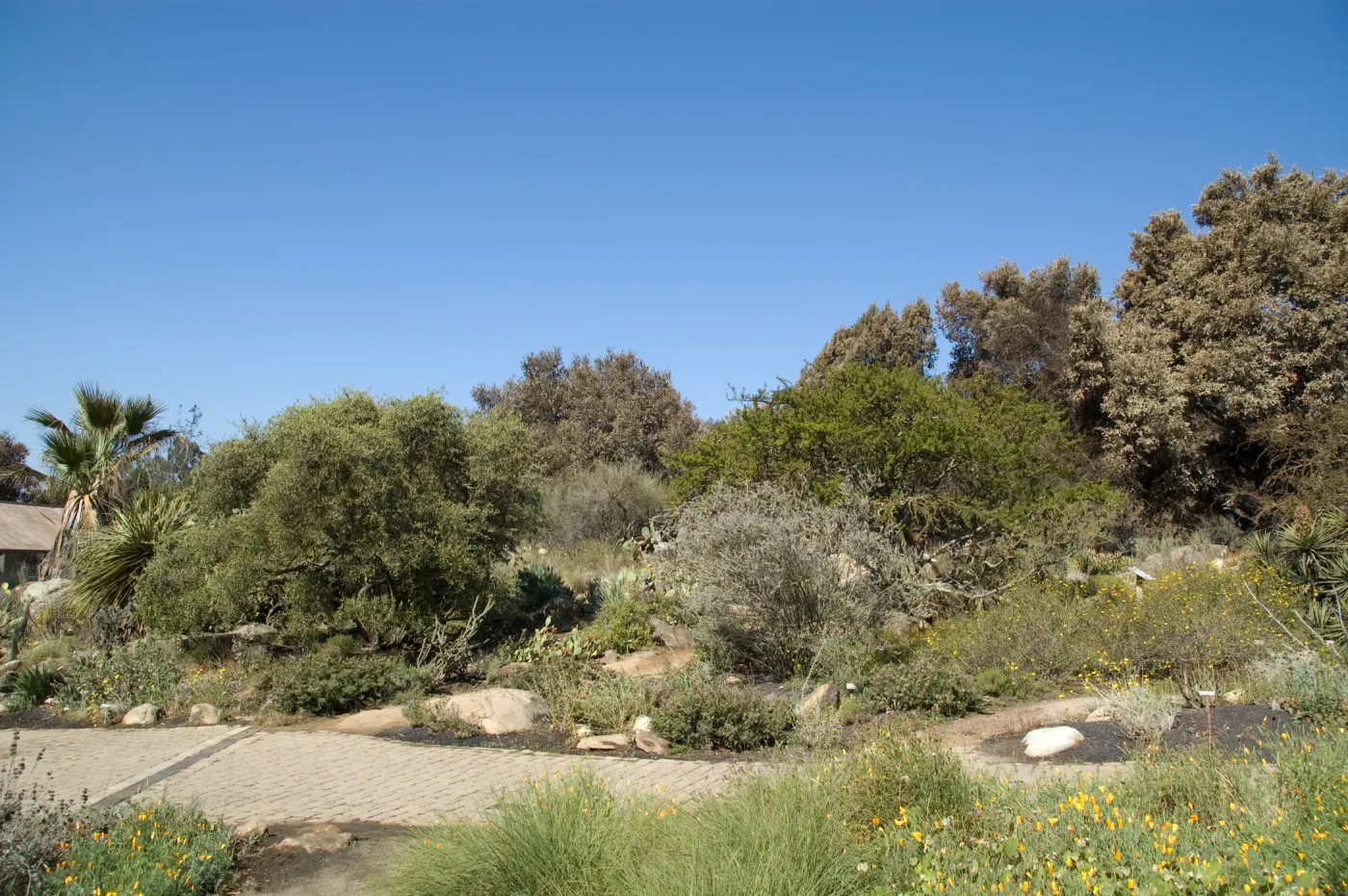 Santa Barbara Botanic Garden after the Jesusita Fire