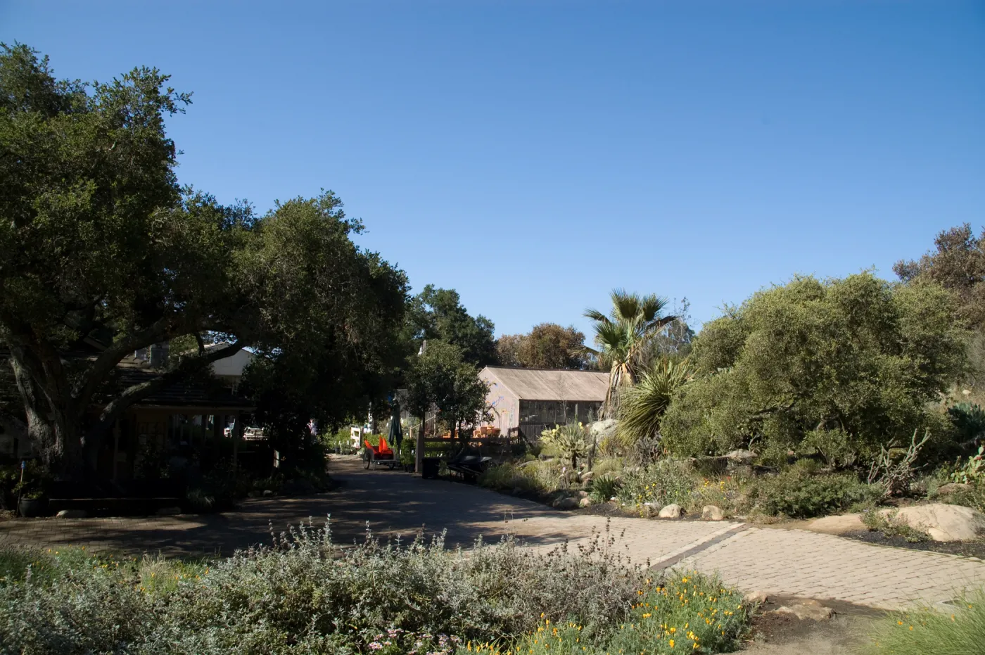 Santa Barbara Botanic Garden after the Jesusita Fire