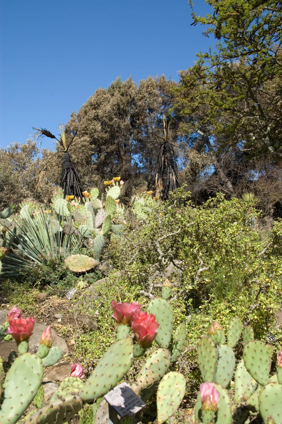Santa Barbara Botanic Garden after the Jesusita Fire