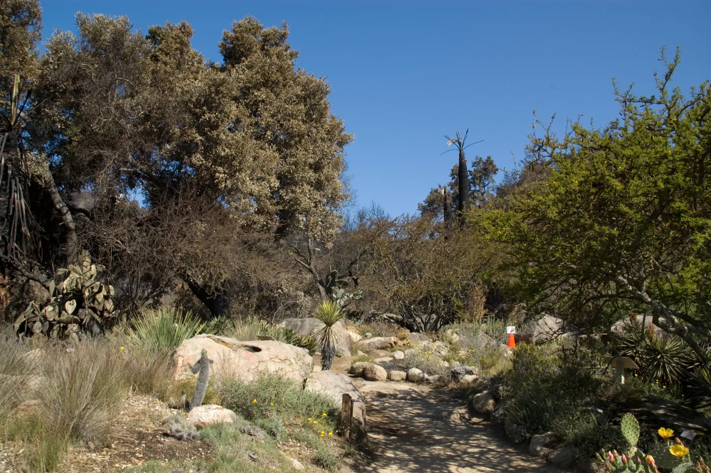 Desert Section, Santa Barbara Botanic Garden after the Jesusita Fire