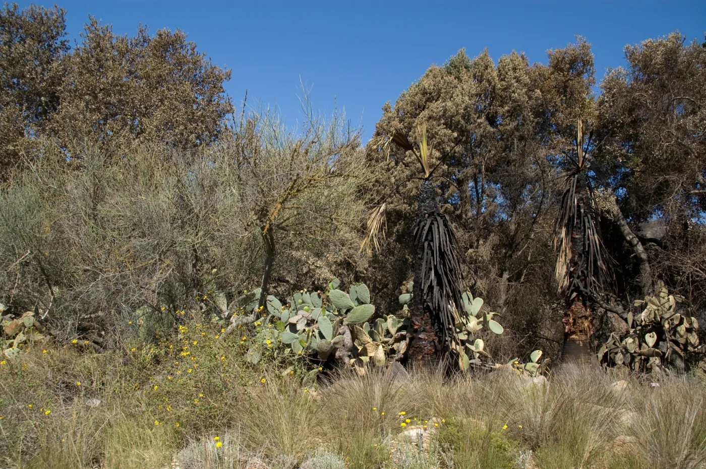 Desert Section, Santa Barbara Botanic Garden after the Jesusita Fire