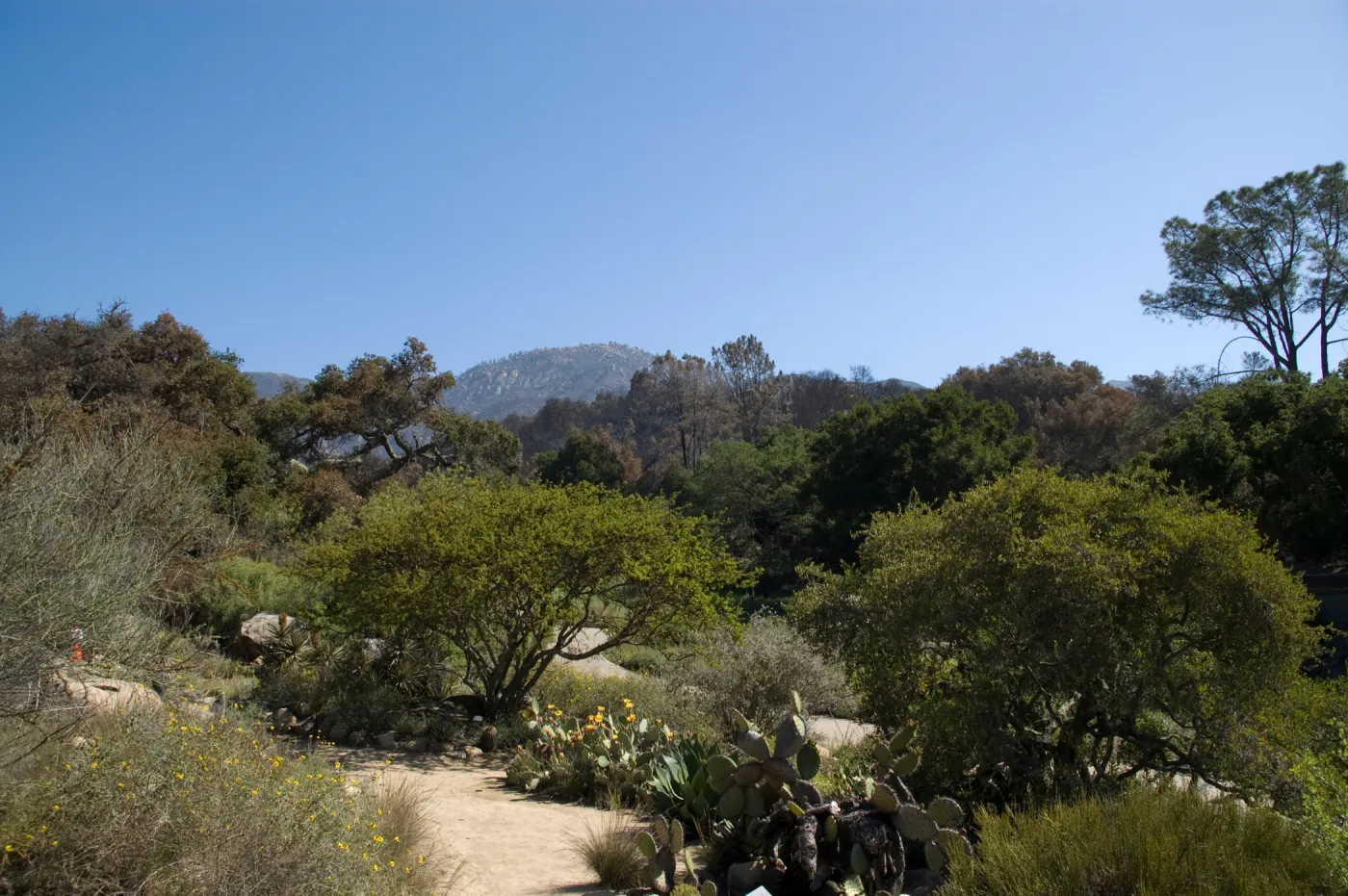 Desert Section, Santa Barbara Botanic Garden after the Jesusita Fire