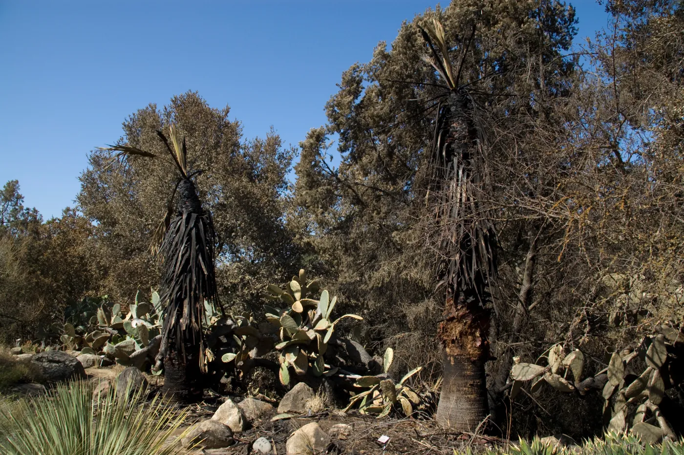 Desert Section, Santa Barbara Botanic Garden after the Jesusita Fire