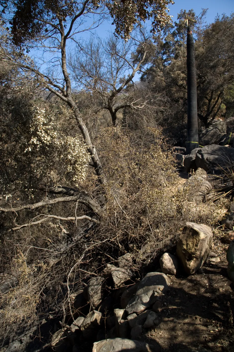 Desert Section, Santa Barbara Botanic Garden after the Jesusita Fire
