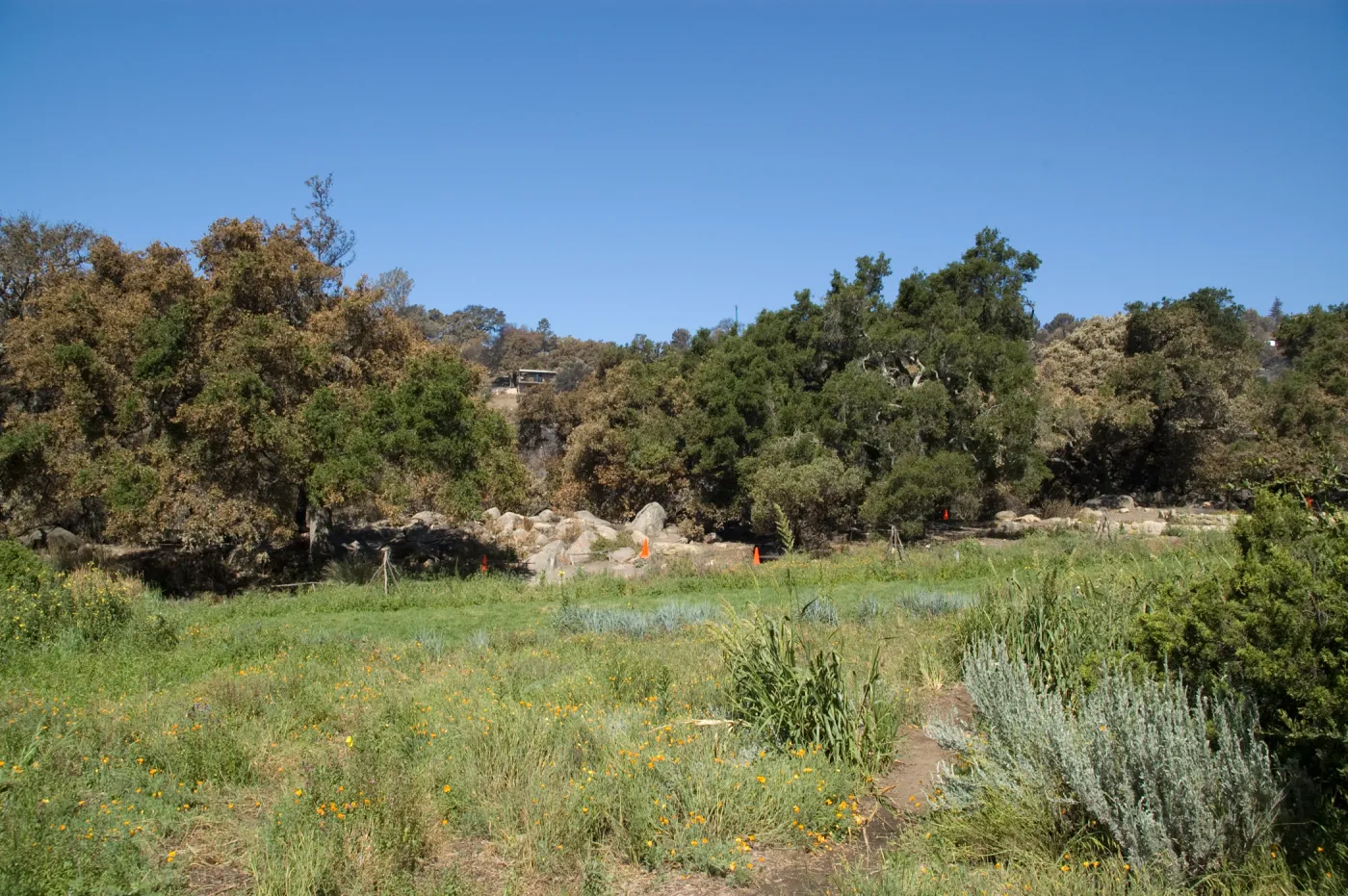 Santa Barbara Botanic Garden after the Jesusita Fire
