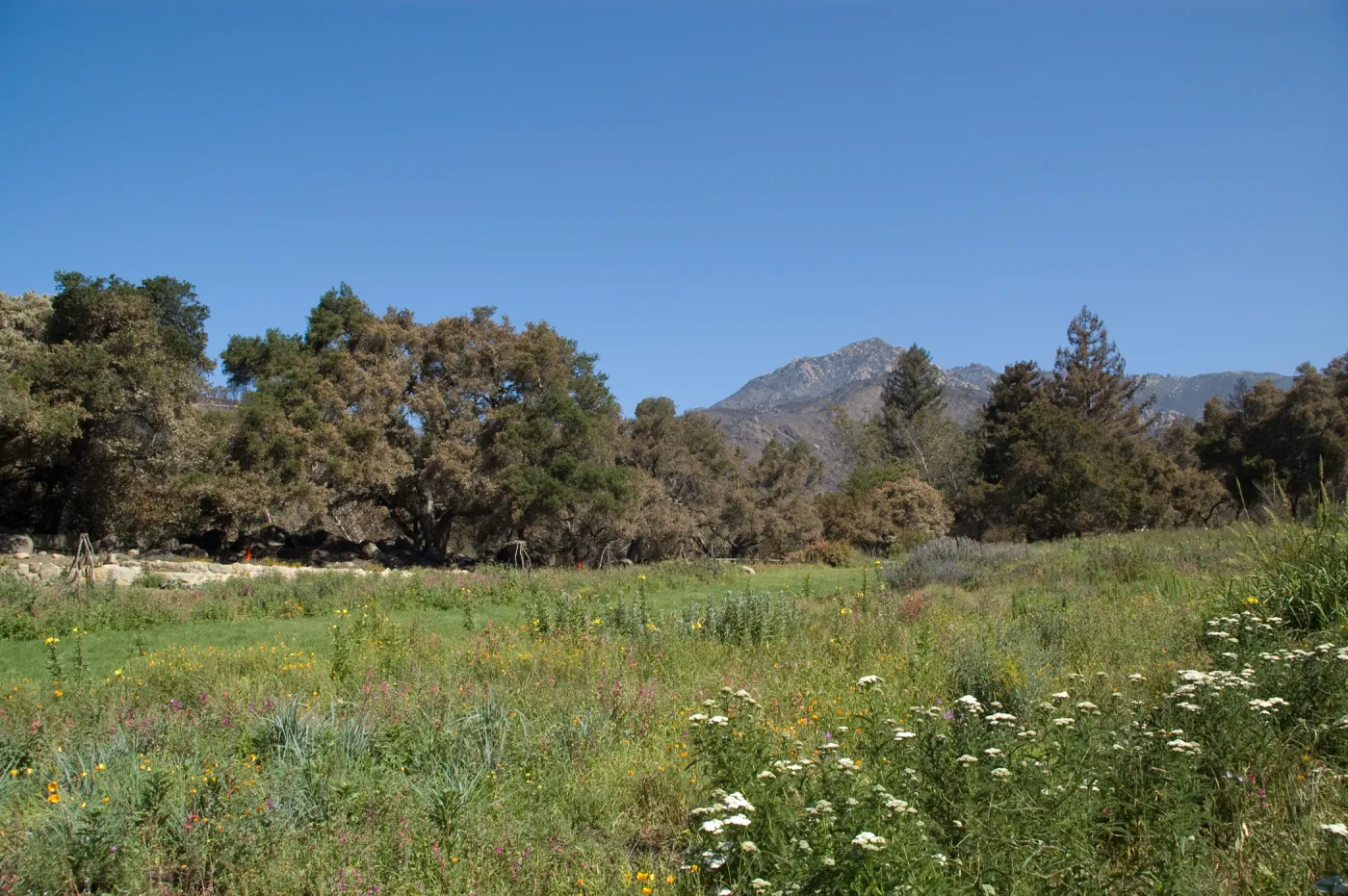 The Meadow, Santa Barbara Botanic Garden after the Jesusita Fire