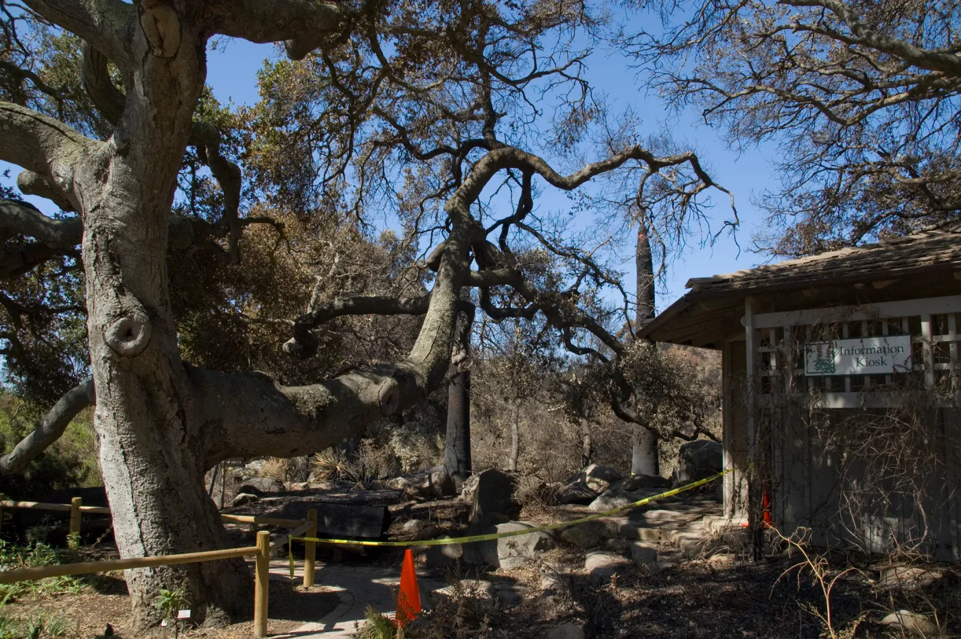 Santa Barbara Botanic Garden after the Jesusita Fire