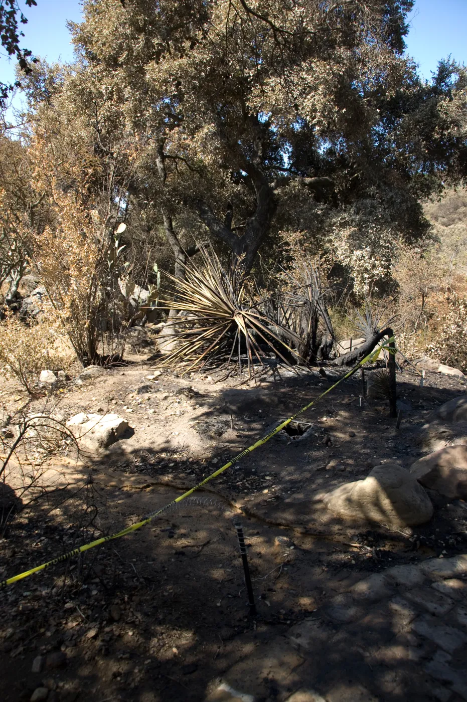Santa Barbara Botanic Garden after the Jesusita Fire