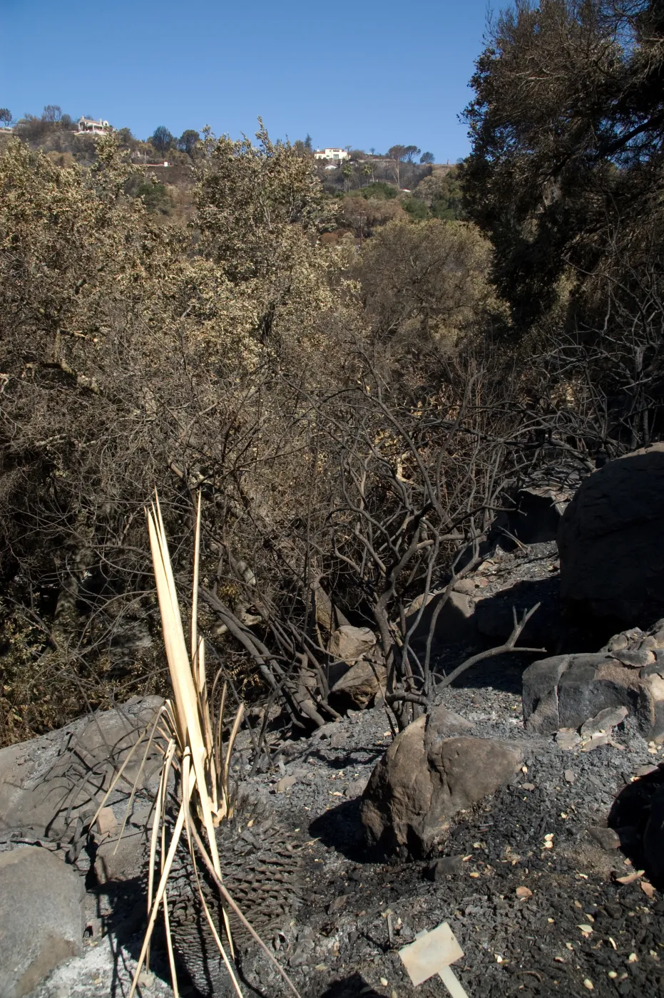 Santa Barbara Botanic Garden after the Jesusita Fire, burned vegetation