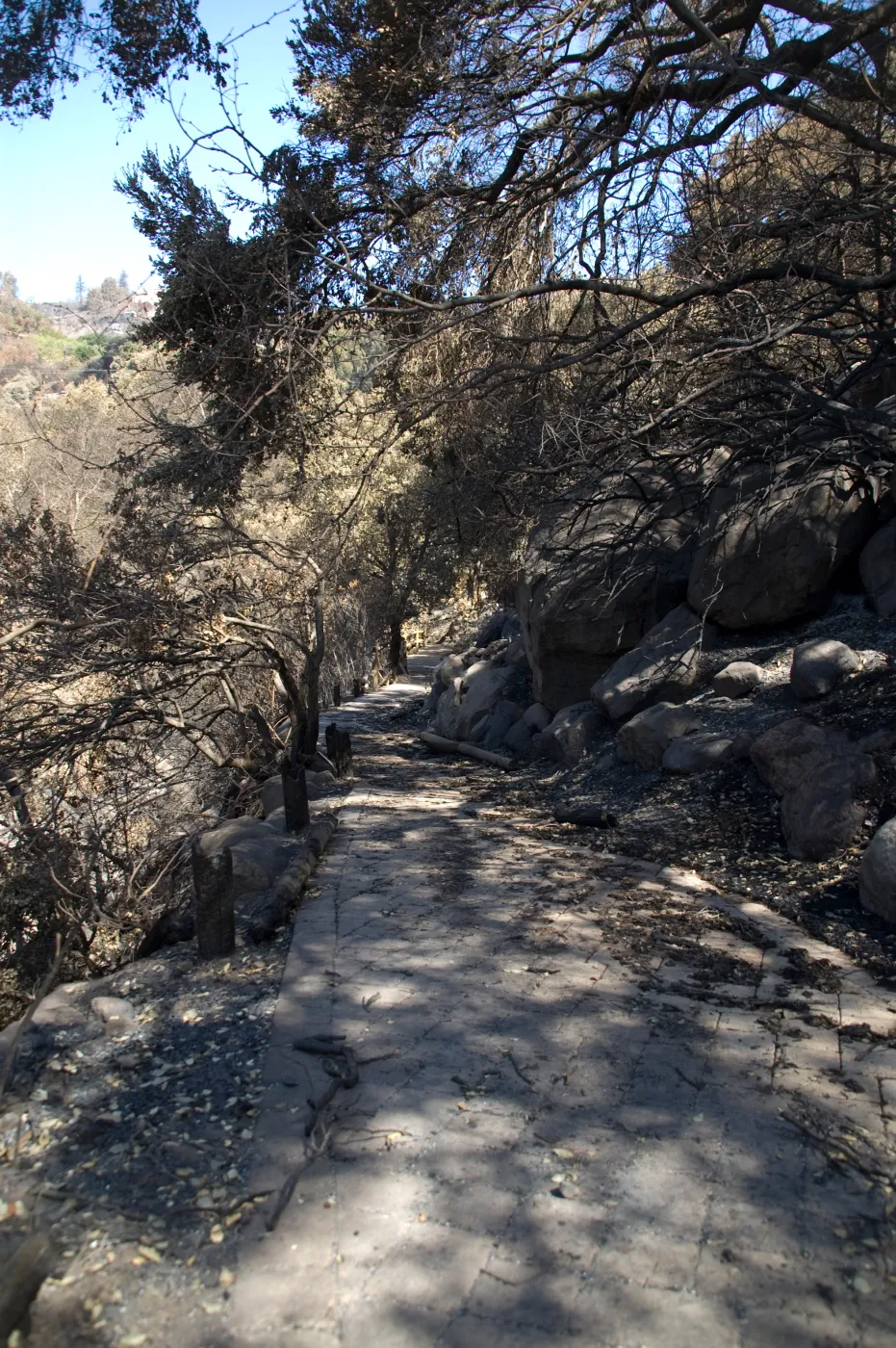 Santa Barbara Botanic Garden after the Jesusita Fire, burned railing on Campbell Trail