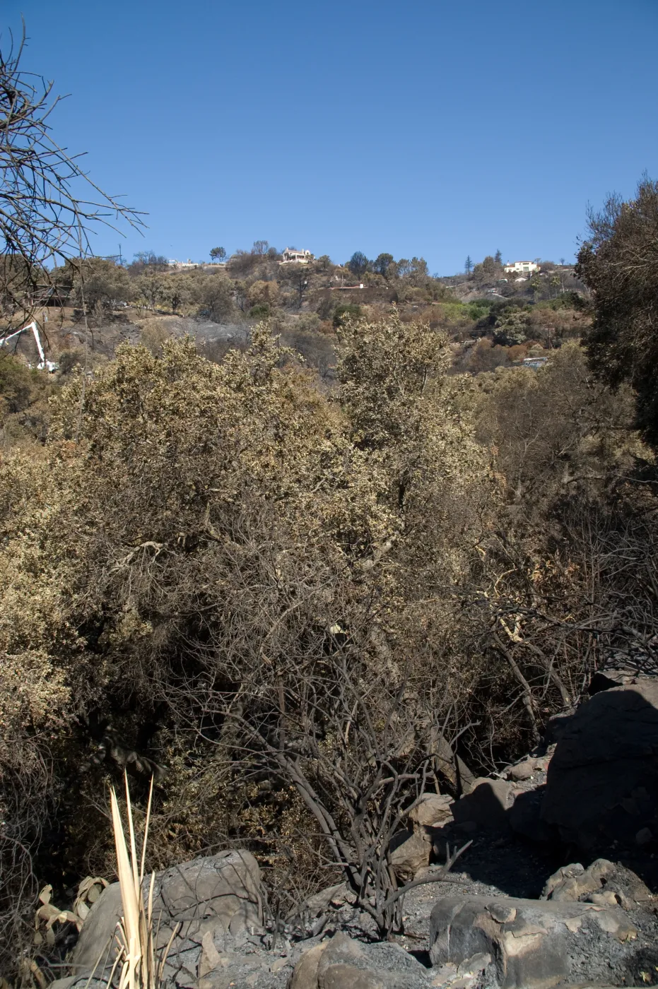 Santa Barbara Botanic Garden after the Jesusita Fire, Mission Canyon