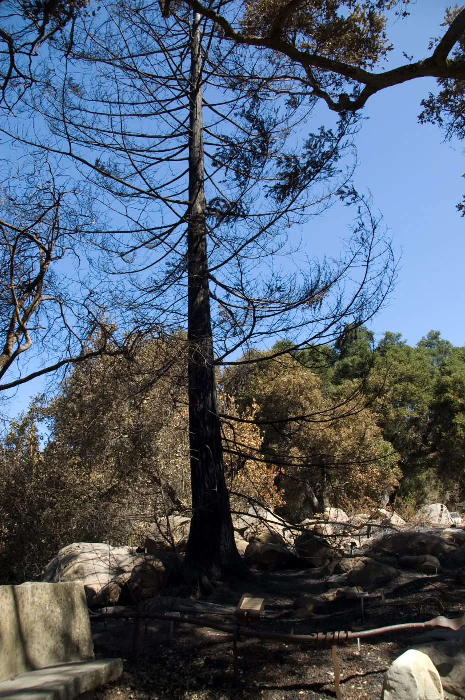 Santa Barbara Botanic Garden after the Jesusita Fire, fire scorched coast redwood