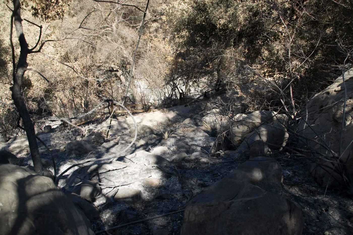 Santa Barbara Botanic Garden after the Jesusita Fire