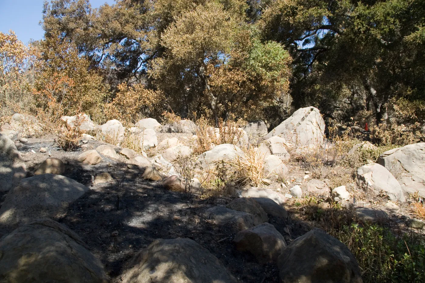 Santa Barbara Botanic Garden after the Jesusita Fire