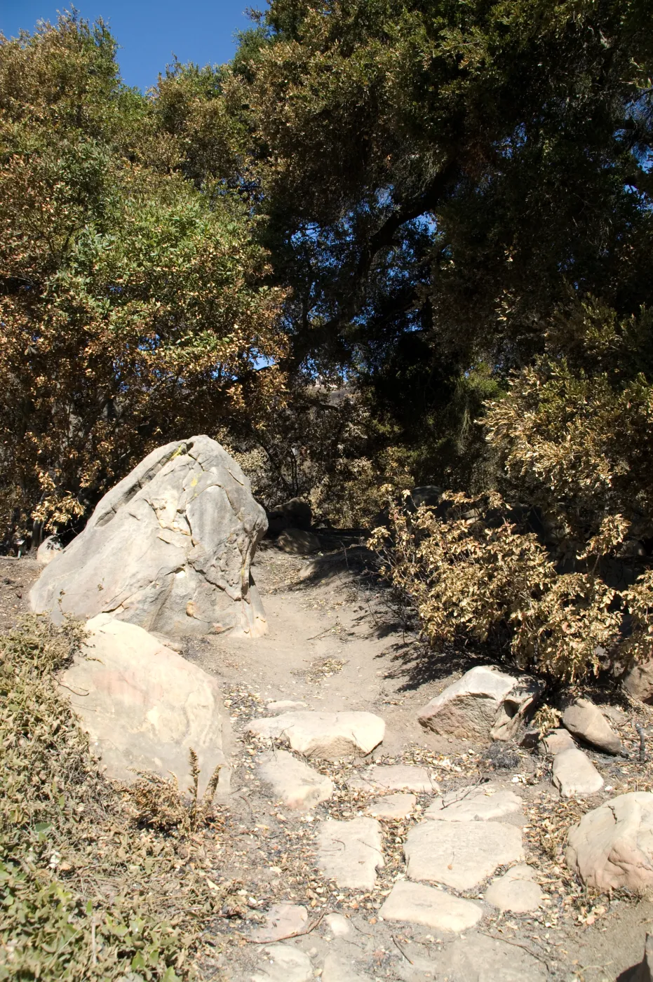 Santa Barbara Botanic Garden after the Jesusita Fire