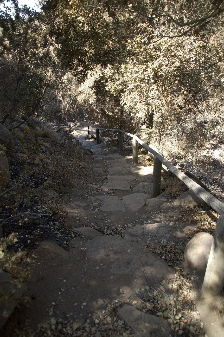 Santa Barbara Botanic Garden after the Jesusita Fire