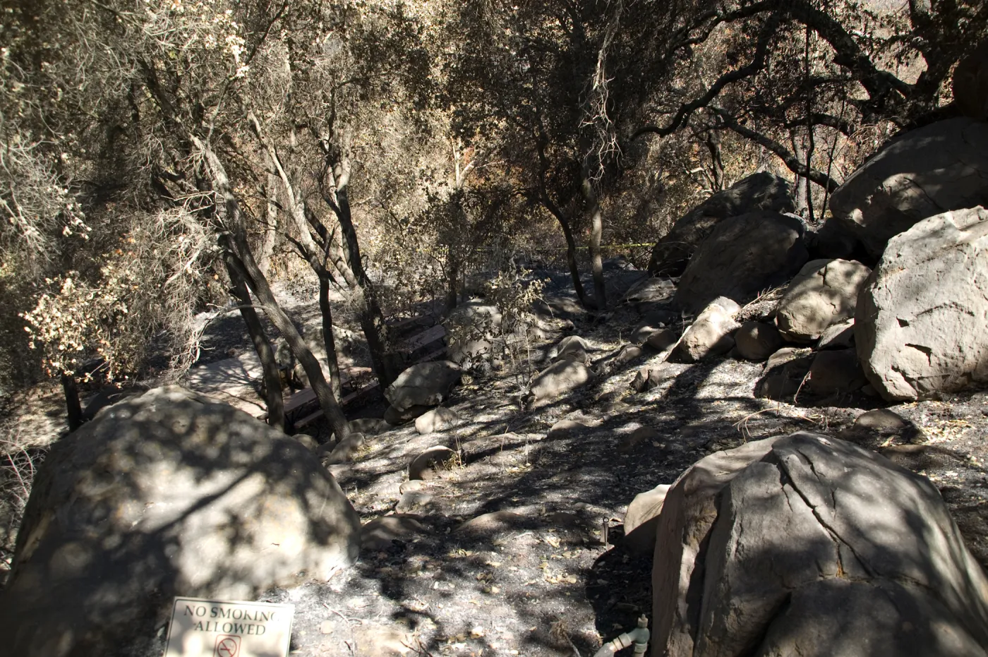 Santa Barbara Botanic Garden after the Jesusita Fire