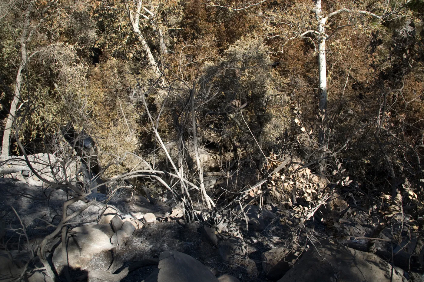 Santa Barbara Botanic Garden after the Jesusita Fire
