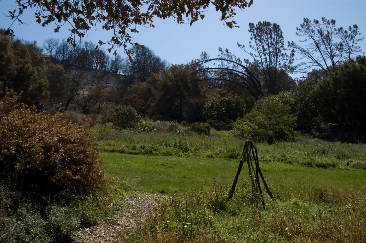 Santa Barbara Botanic Garden after the Jesusita Fire