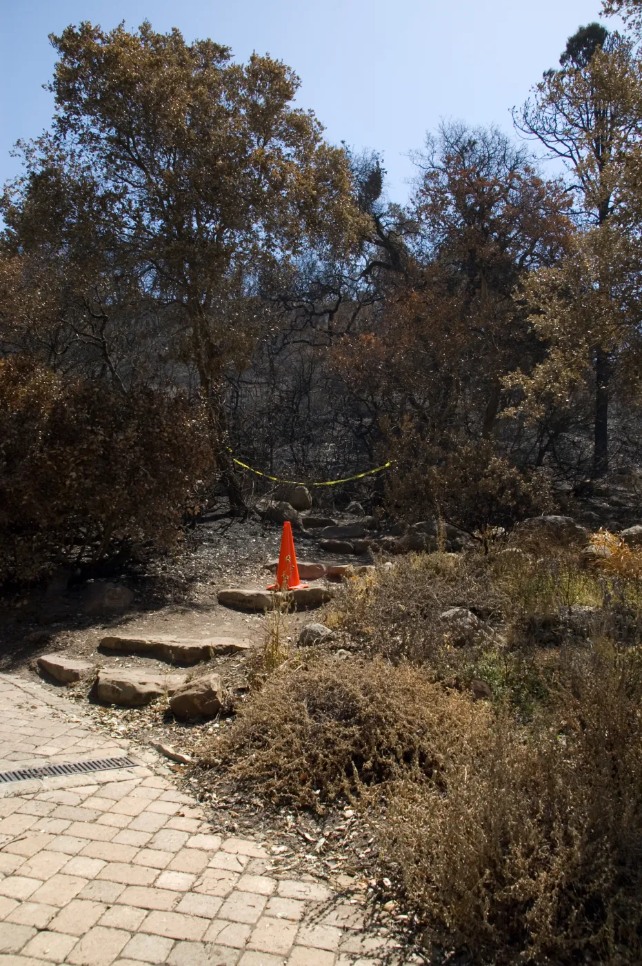 Santa Barbara Botanic Garden after the Jesusita Fire, burned Woodland section
