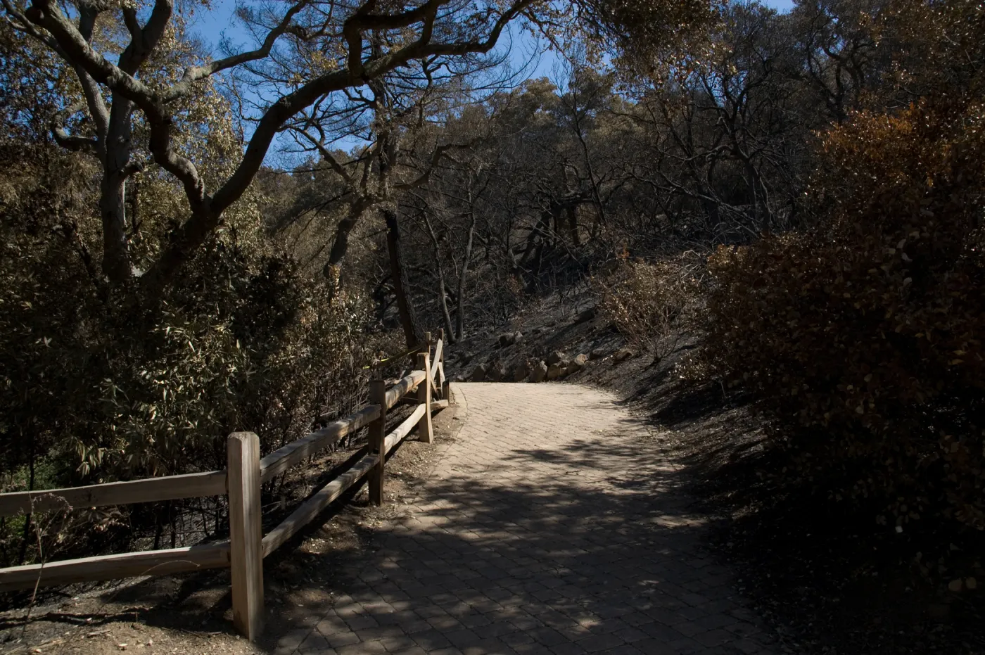 Santa Barbara Botanic Garden after the Jesusita Fire, burned Woodland section and Redwood section