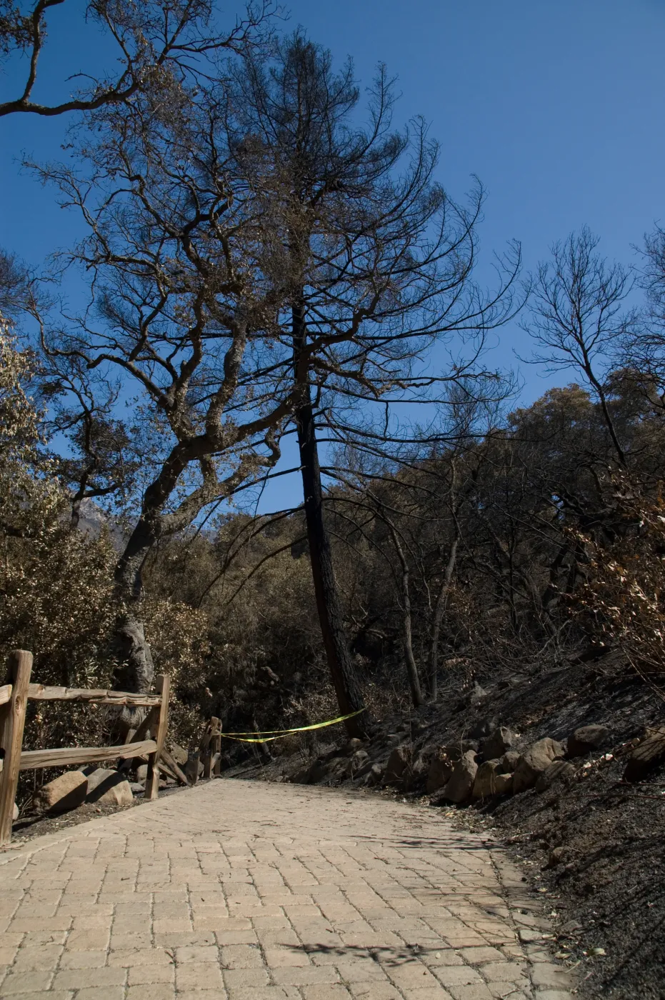 Santa Barbara Botanic Garden after the Jesusita Fire, burned vegetation in Woodland and Redwood sections