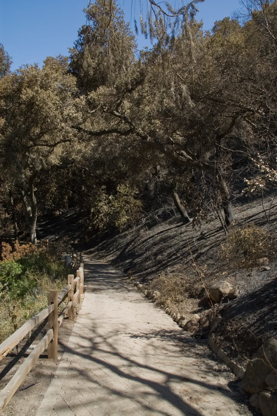 Santa Barbara Botanic Garden after the Jesusita Fire, burned vegetation along path to Redwood section