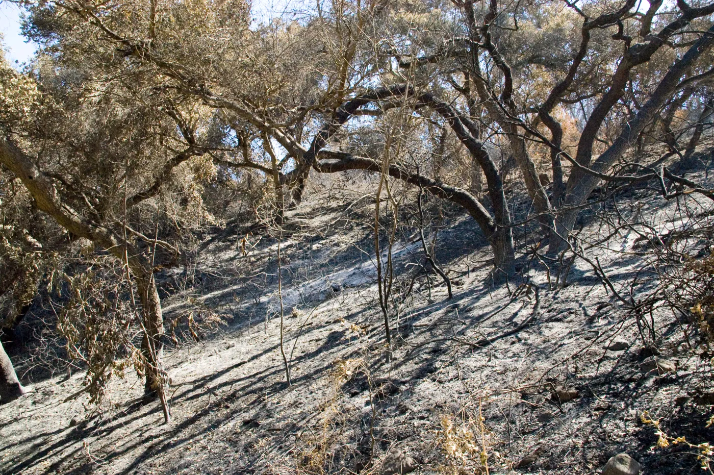 Santa Barbara Botanic Garden after the Jesusita Fire, burned vegetation in Woodland Section