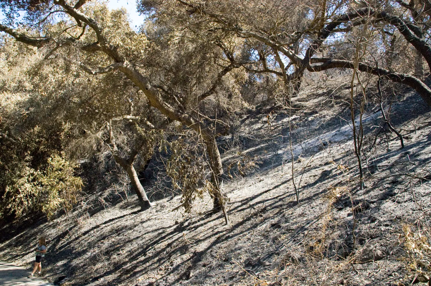 Santa Barbara Botanic Garden after the Jesusita Fire