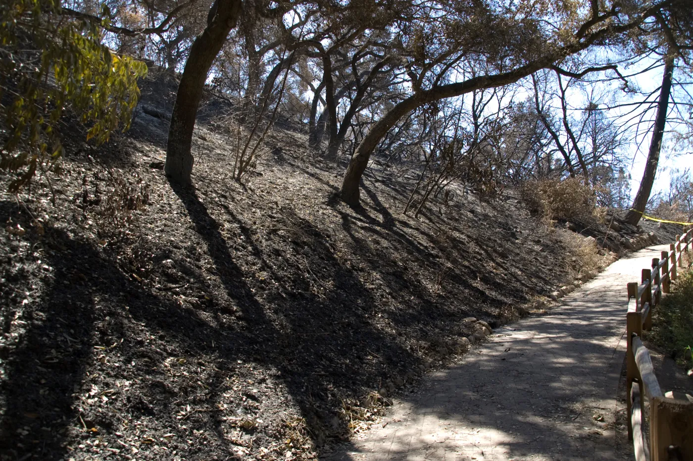 Santa Barbara Botanic Garden after the Jesusita Fire, burned vegetation on Woodland Trail