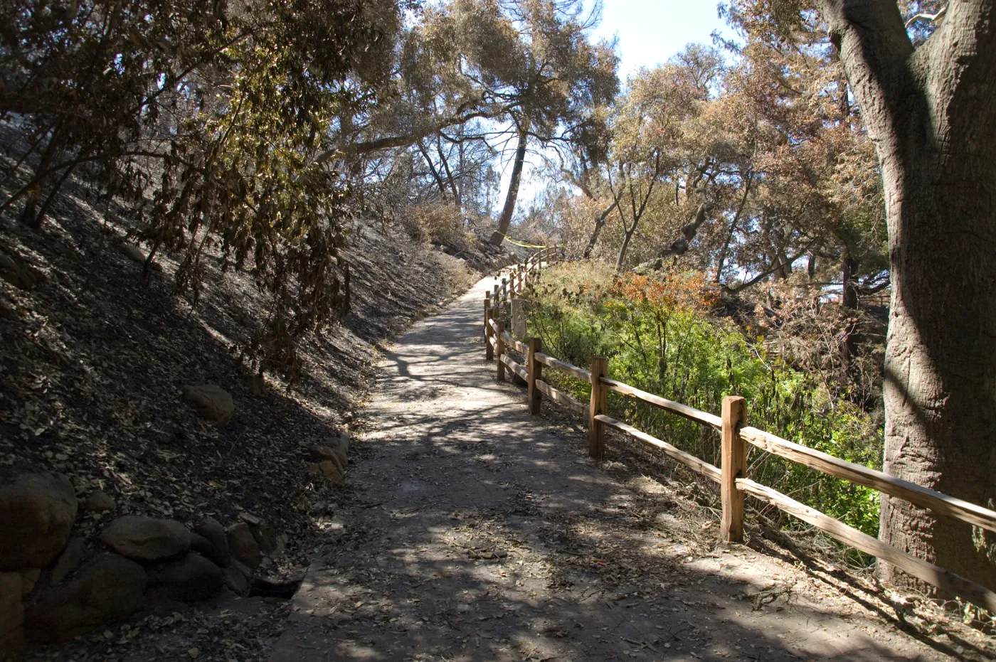 Santa Barbara Botanic Garden after the Jesusita Fire, burned vegetation along path to Redwood section