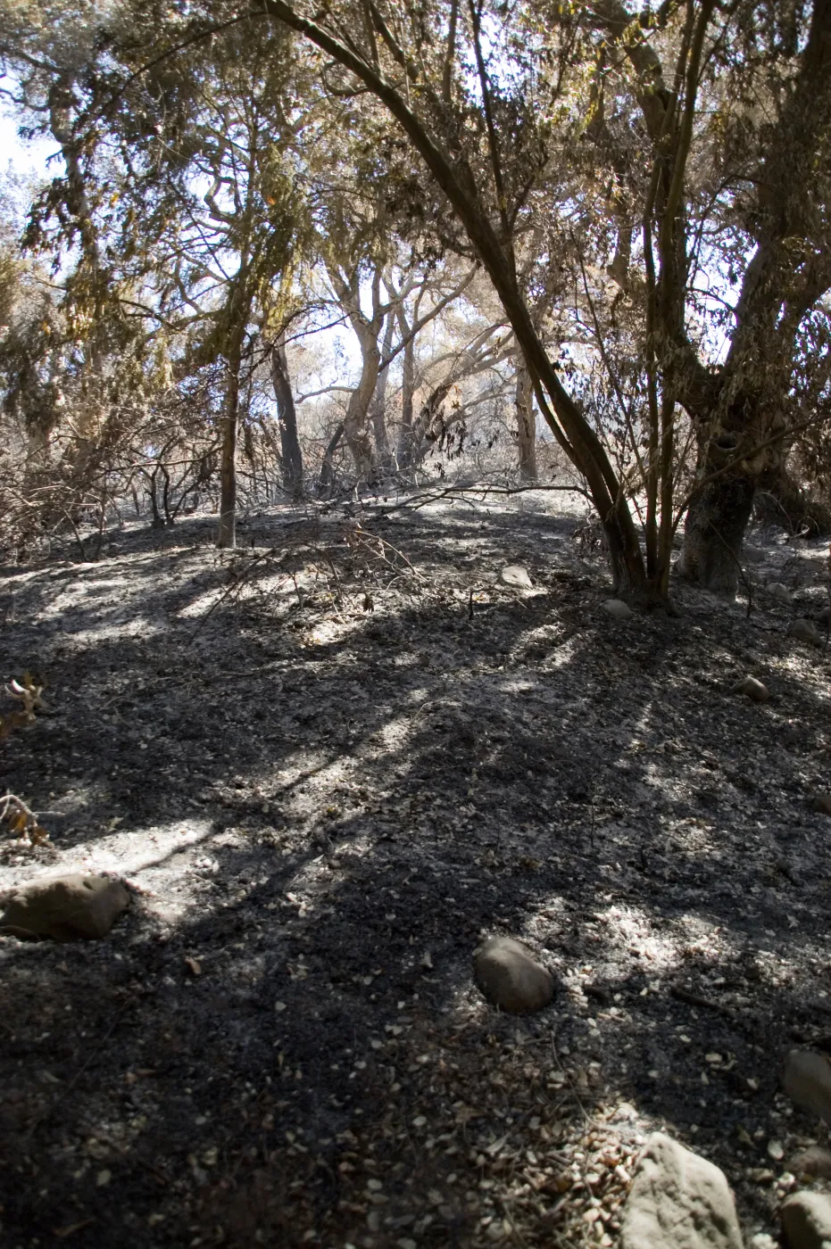 Santa Barbara Botanic Garden after the Jesusita Fire, burned vegetation on Woodland Trail