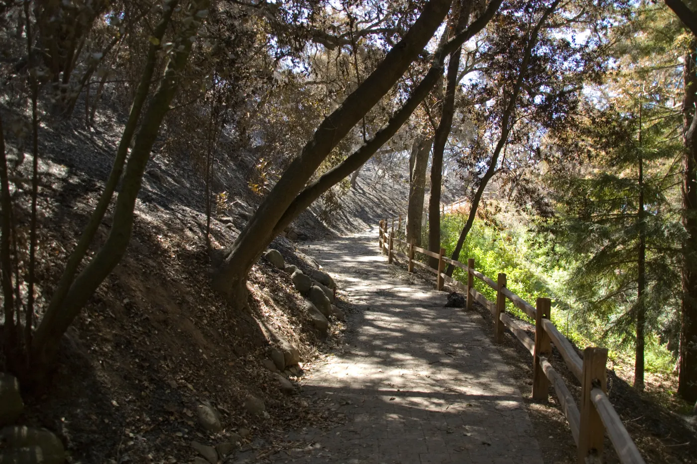 Santa Barbara Botanic Garden after the Jesusita Fire