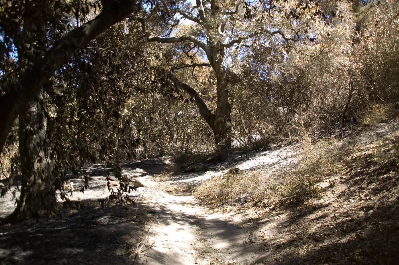 Santa Barbara Botanic Garden after the Jesusita Fire, burned vegetation on Woodland Trail