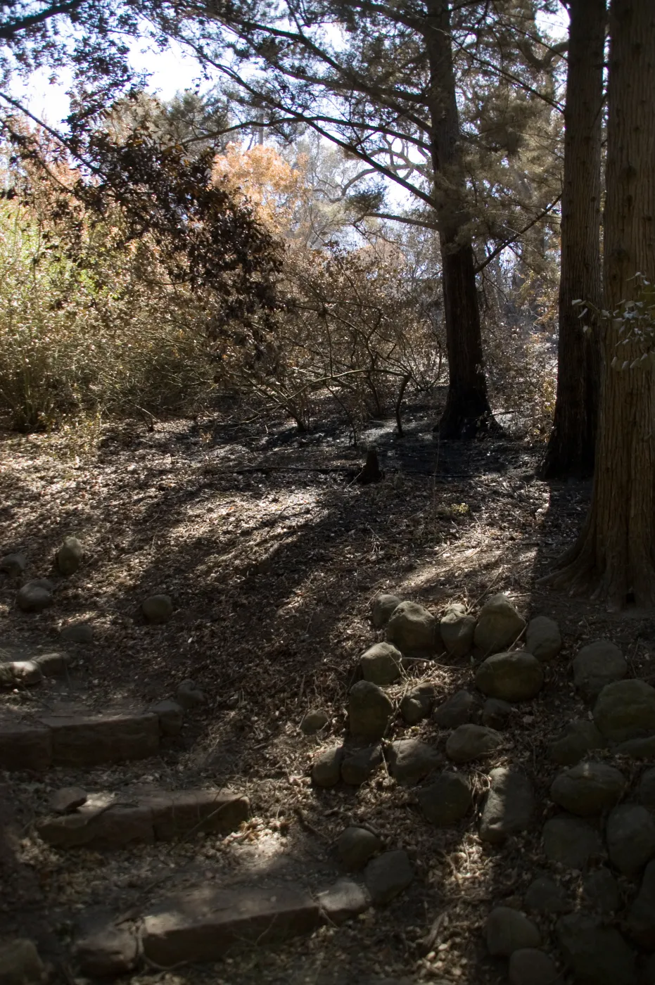 Santa Barbara Botanic Garden after the Jesusita Fire, burned vegetation on Woodland Trail