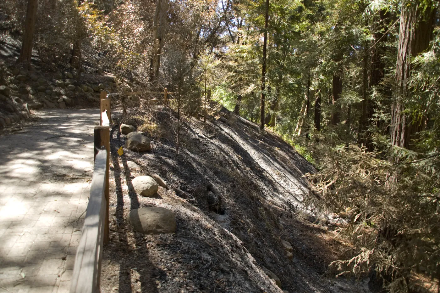 Santa Barbara Botanic Garden after the Jesusita Fire, burned area in Redwood section