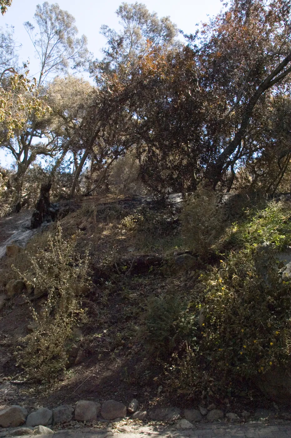 Santa Barbara Botanic Garden after the Jesusita Fire, burned area on Woodland Trail