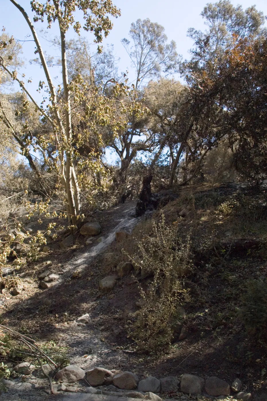 Santa Barbara Botanic Garden after the Jesusita Fire, burened area on Woodland Trail