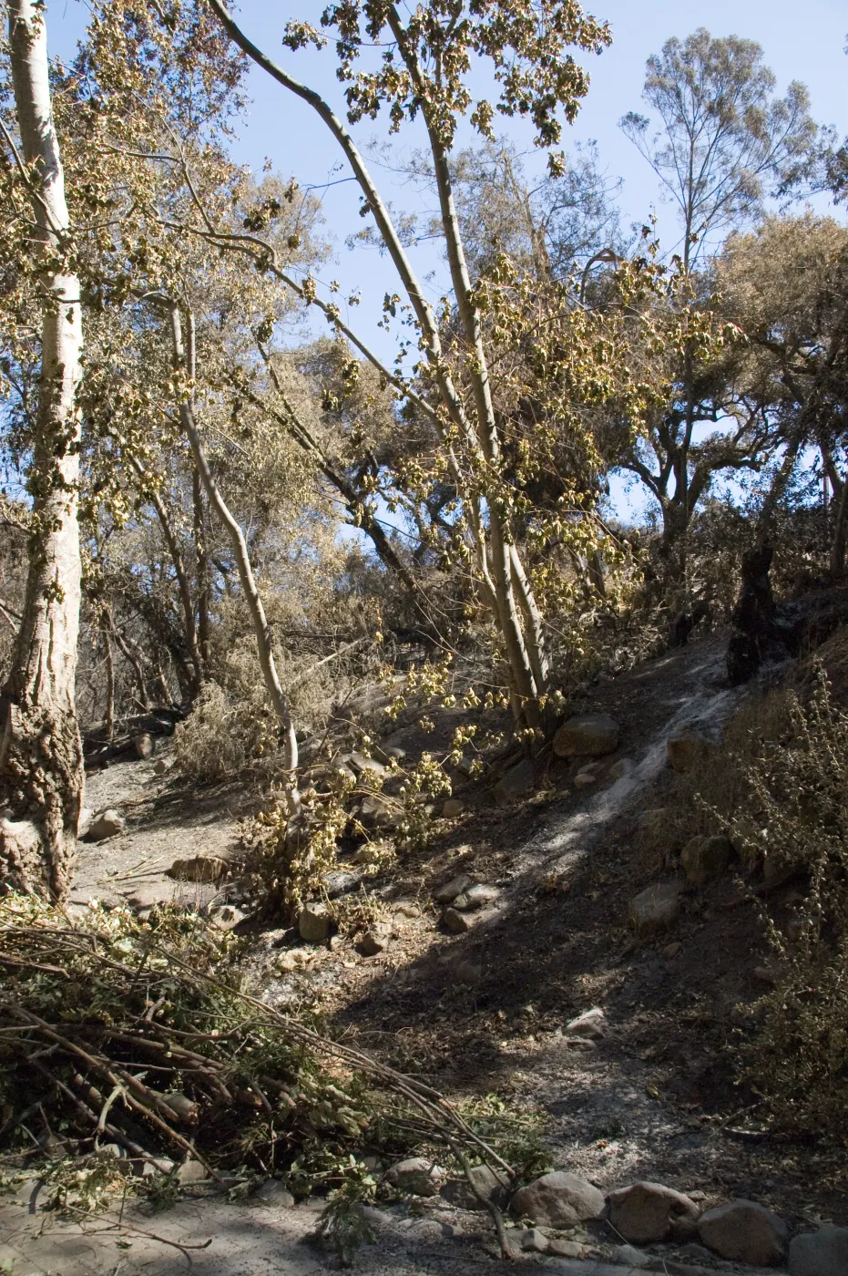 Santa Barbara Botanic Garden after the Jesusita Fire, burned area on Woodland Trail